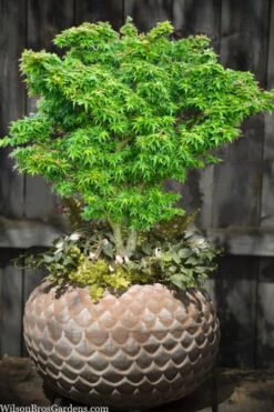 Jade Dragon Dwarf Japanese Maple - 3 Gallon Pot -Plant Outlet Store acer palmatum jade dragon japanese maple 2