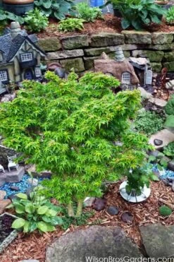 Jade Dragon Dwarf Japanese Maple - 3 Gallon Pot -Plant Outlet Store acer palmatum jade dragon japanese maple 5