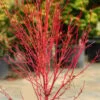 Little Sango' Dwarf Coral Bark Japanese Maple - 5 Gallon Pot -Plant Outlet Store acer palmatum little sango dwarf coral bark japanese maple 5