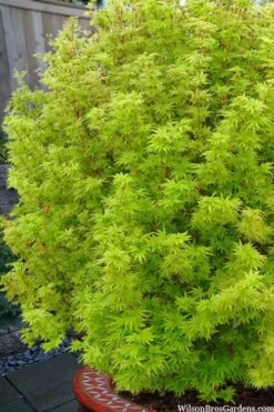 Little Sango' Dwarf Coral Bark Japanese Maple - 5 Gallon Pot 15 Little Sango' Dwarf Coral Bark Japanese Maple - 5 Gallon Pot -Plant Outlet Store acer palmatum little sango dwarf coral bark maple 1