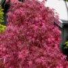 Pink Ballerina Japanese Maple - 5 Gallon Pot 2 Pink Ballerina Japanese Maple - 5 Gallon Pot -Plant Outlet Store acer palmatum pink ballerina 10
