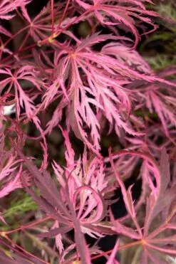 Pink Ballerina Japanese Maple - 5 Gallon Pot -Plant Outlet Store acer palmatum pink ballerina 3
