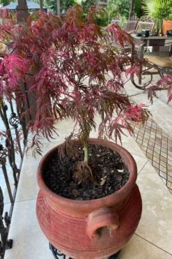 Pink Ballerina Japanese Maple - 5 Gallon Pot -Plant Outlet Store acer palmatum pink ballerina japanese maple 4