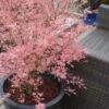 Taylor Pink Japanese Maple - 1 Gallon Pot 2 Taylor Pink Japanese Maple - 1 Gallon Pot -Plant Outlet Store acer palmatum taylors pink japanese maple 5 1