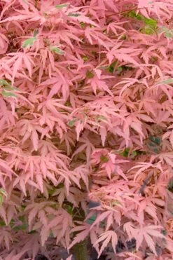 Taylor Pink Japanese Maple - 1 Gallon Pot -Plant Outlet Store acer palmatum taylors pink japanese maple 7 1