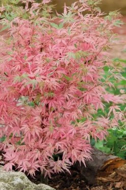 Taylor Pink Japanese Maple - 3 Gallon Pot -Plant Outlet Store acer palmatum taylors pink japanese maple 8