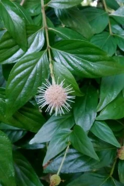 Adina Rubella Buttonbush - 3 Gallon Pot -Plant Outlet Store adina rubella chinese buttonbush 2