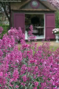 Rosie Posie Agastache (Hummingbird Mint) - 1 Gallon Pot -Plant Outlet Store agastache rosie posie hummingbird mint 1