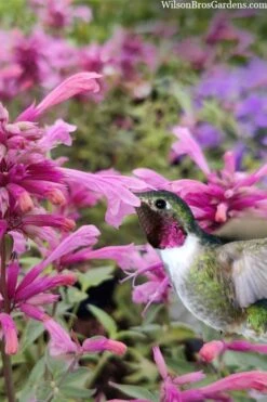Rosie Posie Agastache (Hummingbird Mint) - 1 Gallon Pot -Plant Outlet Store agastache rosie posie hummingbird mint 10