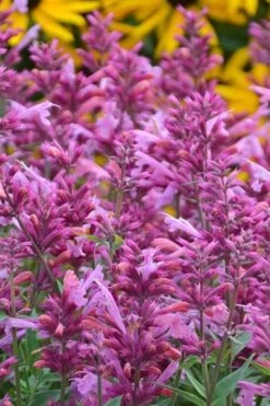 Rosie Posie Agastache (Hummingbird Mint) - 1 Gallon Pot -Plant Outlet Store agastache rosie posie hummingbird mint 3