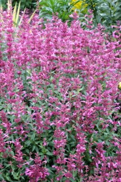 Rosie Posie Agastache (Hummingbird Mint) - 1 Gallon Pot -Plant Outlet Store agastache rosie posie hummingbird mint 6