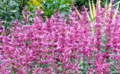 Rosie Posie Agastache (Hummingbird Mint) - 1 Gallon Pot -Plant Outlet Store agastache rosie posie hummingbird mint 7