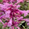 Rosie Posie Agastache (Hummingbird Mint) - 1 Gallon Pot -Plant Outlet Store agastache rosie posie hummingbird mint 8