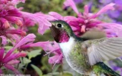 Rosie Posie Agastache (Hummingbird Mint) - 1 Gallon Pot -Plant Outlet Store agastache rosie posie hummingbird mint 9