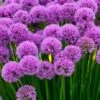 Millenium Allium (Ornamental Onion) - 6 Pack Of 1 Gallon Pots -Plant Outlet Store allium millenium 12