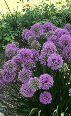 Millenium Allium (Ornamental Onion) - 6 Pack Of 1 Gallon Pots 15 Millenium Allium (Ornamental Onion) - 6 Pack Of 1 Gallon Pots -Plant Outlet Store allium millenium 2