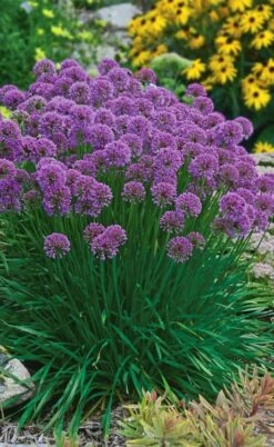 Millenium Allium (Ornamental Onion) - 6 Pack Of 1 Gallon Pots 18 Millenium Allium (Ornamental Onion) - 6 Pack Of 1 Gallon Pots -Plant Outlet Store allium millenium 3