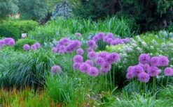 Millenium Allium (Ornamental Onion) - 6 Pack Of 1 Gallon Pots 16 Millenium Allium (Ornamental Onion) - 6 Pack Of 1 Gallon Pots -Plant Outlet Store allium millenium 4