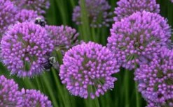 Millenium Allium (Ornamental Onion) - 6 Pack Of 1 Gallon Pots 17 Millenium Allium (Ornamental Onion) - 6 Pack Of 1 Gallon Pots -Plant Outlet Store allium millenium 5