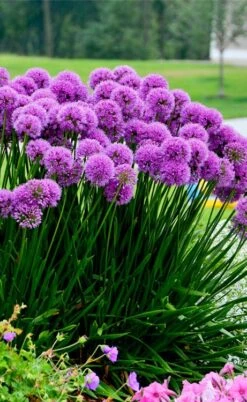 Millenium Allium (Ornamental Onion) - 6 Pack Of 1 Gallon Pots 21 Millenium Allium (Ornamental Onion) - 6 Pack Of 1 Gallon Pots -Plant Outlet Store allium millenium 6