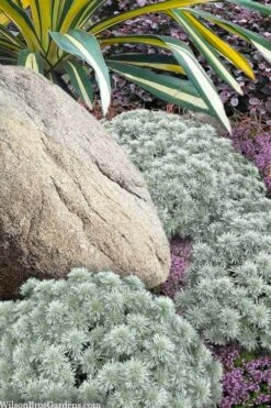 Silver Mound Artemisia - 1 Gallon Pot -Plant Outlet Store artemisia schmidtiana silver mound 12