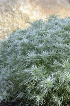 Silver Mound Artemisia - 1 Gallon Pot -Plant Outlet Store artemisia schmidtiana silver mound 4