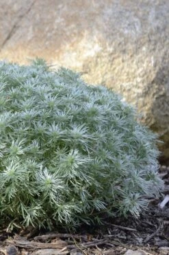 Silver Mound Artemisia - 1 Gallon Pot -Plant Outlet Store artemisia schmidtiana silver mound 5