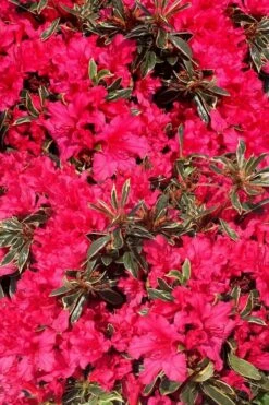 Arctic Rose Azalea - 3 Gallon Pot -Plant Outlet Store azalea arctic rose 3