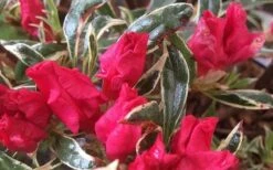 Arctic Rose Azalea - 3 Gallon Pot -Plant Outlet Store azalea arctic rose 4