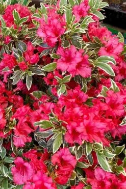 Arctic Rose Azalea - 3 Gallon Pot -Plant Outlet Store azalea arctic rose 5