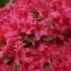 Arctic Rose Azalea - 3 Gallon Pot -Plant Outlet Store azalea arctic rose 6