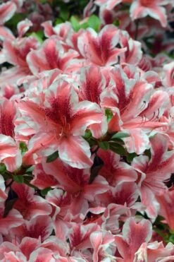 Ben Morrison Azalea - 3 Gallon Pot -Plant Outlet Store azalea ben morrison 1