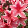 Ben Morrison Azalea - 3 Gallon Pot -Plant Outlet Store azalea ben morrison 2