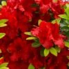 Buccaneer Red Azalea (Glenn Dale Hydrid) - 2 Gallon Pot -Plant Outlet Store azalea buccaneer 1