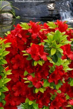 Buccaneer Red Azalea (Glenn Dale Hydrid) - 2 Gallon Pot -Plant Outlet Store azalea buccaneer 2