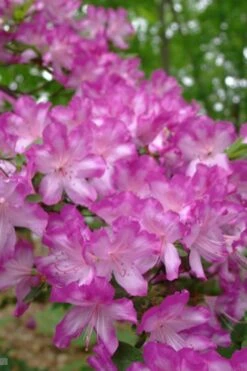 Fawn Azalea - 2 Gallon Pot 13 Fawn Azalea - 2 Gallon Pot -Plant Outlet Store azalea fawn 6