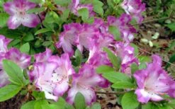 Fawn Azalea - 2 Gallon Pot 12 Fawn Azalea - 2 Gallon Pot -Plant Outlet Store azalea fawn 7