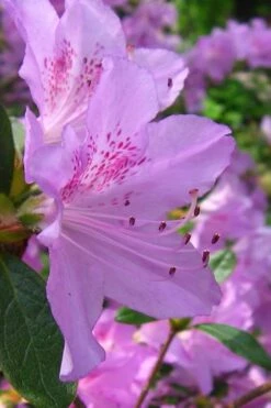 Gulf Pride Fragrant Southern Indica Azalea - 3 Gallon Pot 11 Gulf Pride Fragrant Southern Indica Azalea - 3 Gallon Pot -Plant Outlet Store azalea gulf pride 2
