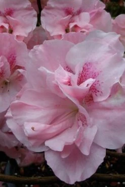 Nancy Of Robin Hill Azalea - 2 Gallon Pot 10 Nancy Of Robin Hill Azalea - 2 Gallon Pot -Plant Outlet Store azalea nancy at robin hill 1