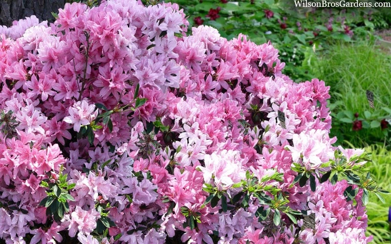 Northlake Beauty Azalea - 3 Gallon Pot 6 Northlake Beauty Azalea - 3 Gallon Pot - Image 4