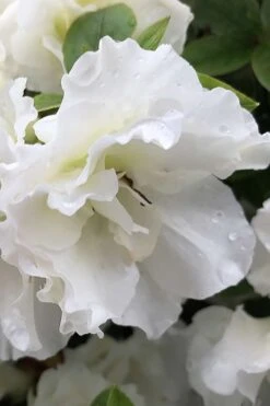 Perfecto Mundo Double White Reblooming Azalea - 3 Gallon Pot 15 Perfecto Mundo Double White Reblooming Azalea - 3 Gallon Pot -Plant Outlet Store azalea perfecto mondo double white 1