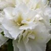 Perfecto Mundo Double White Reblooming Azalea - 3 Gallon Pot 1 Perfecto Mundo Double White Reblooming Azalea - 3 Gallon Pot -Plant Outlet Store azalea perfecto mundo double white 8