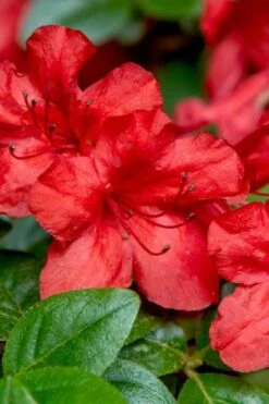 Stewartstonian Azalea - 1 Gallon Pot -Plant Outlet Store azalea stewartstonian 2