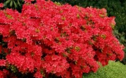 Stewartstonian Azalea - 1 Gallon Pot -Plant Outlet Store azalea stewartstonian 3