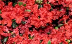 Stewartstonian Azalea - 1 Gallon Pot -Plant Outlet Store azalea stewartstonian 4