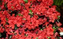 Stewartstonian Azalea - 1 Gallon Pot -Plant Outlet Store azalea stewartstonian 6