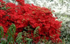 Stewartstonian Azalea - 1 Gallon Pot -Plant Outlet Store azalea stewartstonian 7