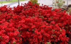 Stewartstonian Azalea - 1 Gallon Pot -Plant Outlet Store azalea stewartstonian 8