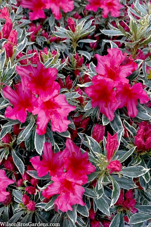 The Robe Azalea - 3 Gallon Pot 6 The Robe Azalea - 3 Gallon Pot - Image 4