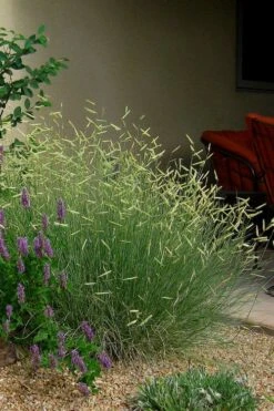 Blonde Ambition Blue Grama Grass (Bouteloua Gracilis) - 1 Gallon Pot -Plant Outlet Store bouteloua gracilis blonde ambition grama grass 4